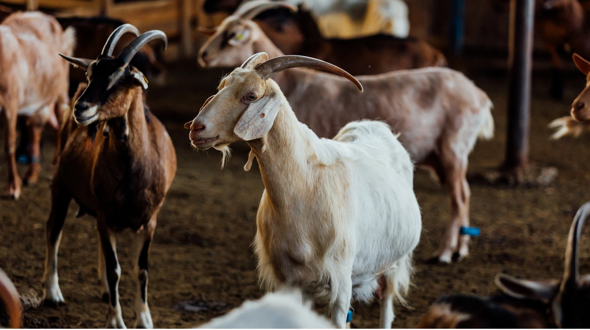 Small Ruminats Sheep and Goat Monitoring | +10% Milk Production - Cynomys