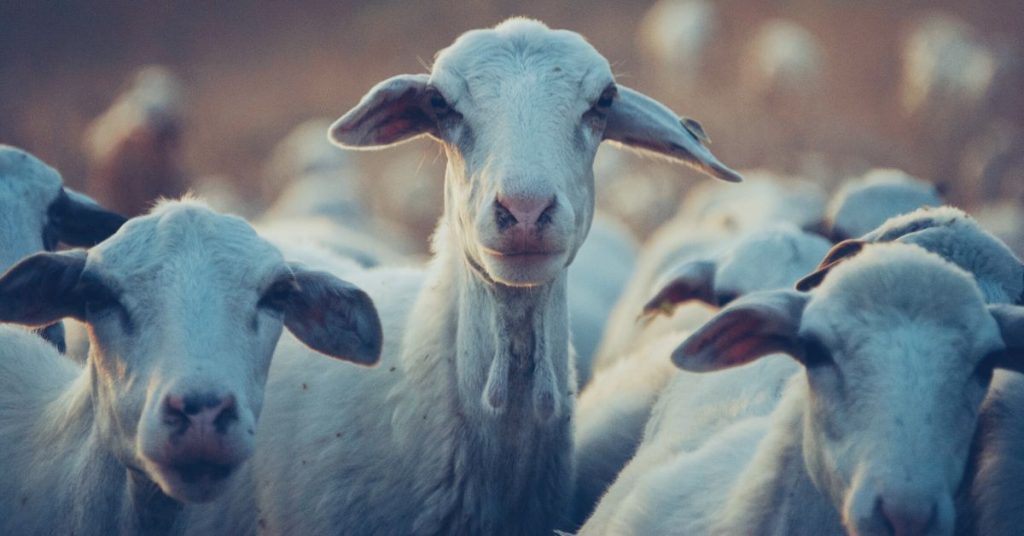 animal welfare