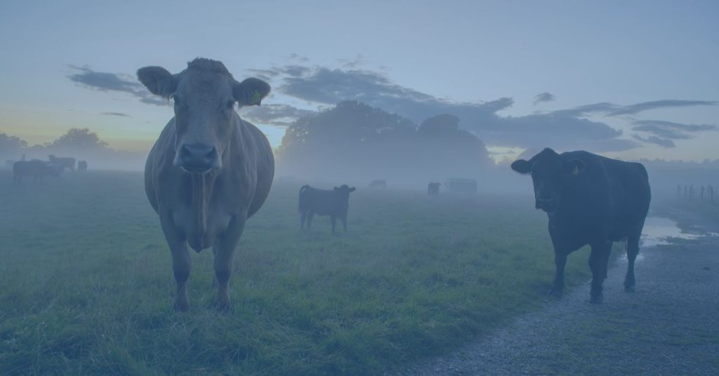 methane in livestocking