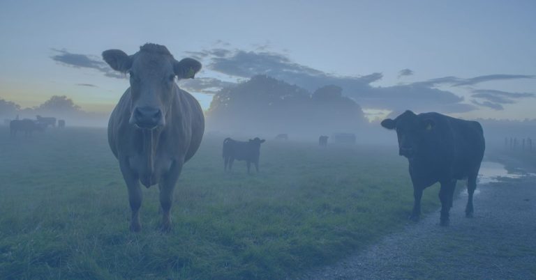 methane in livestocking