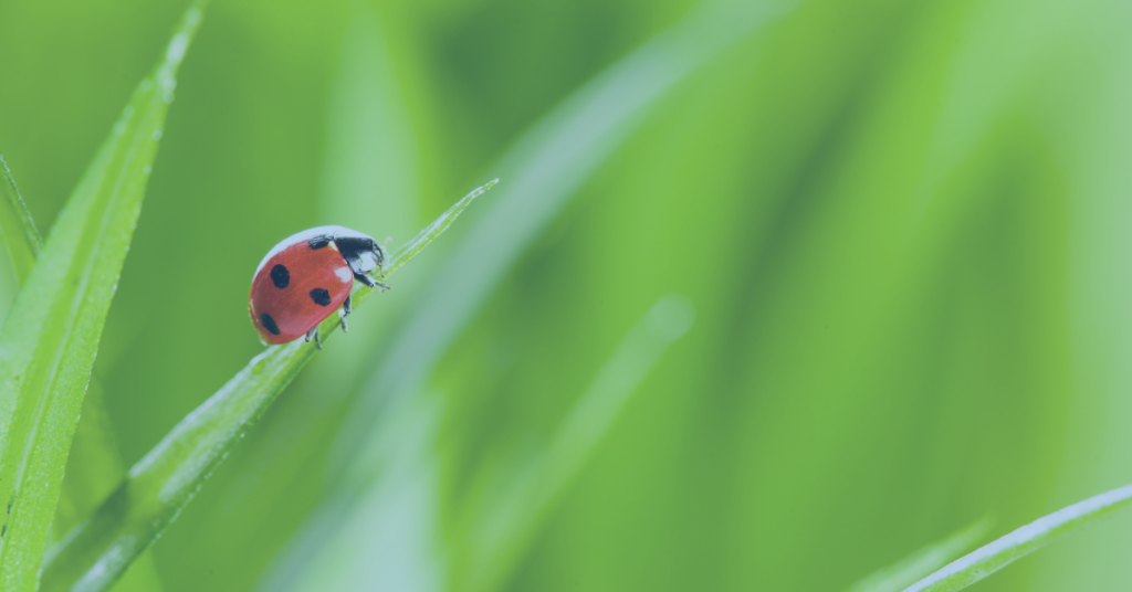 insect livestock farming