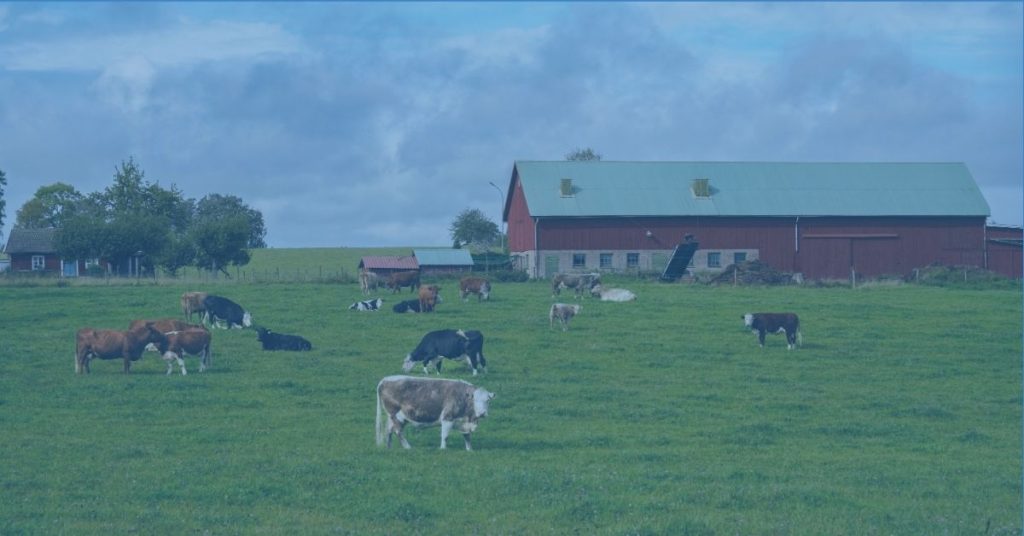 Beter Leven: the Dutch Model for Animal Welfare