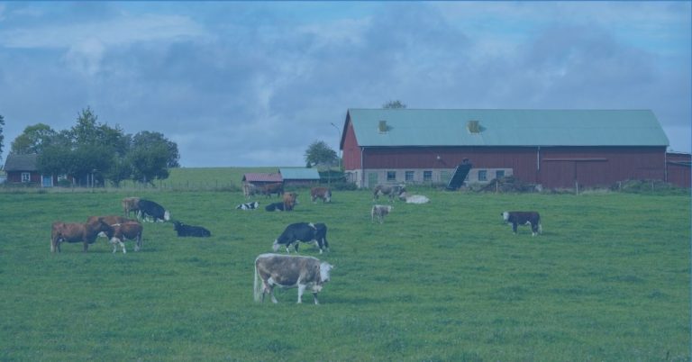 Beter Leven: the Dutch Model for Animal Welfare