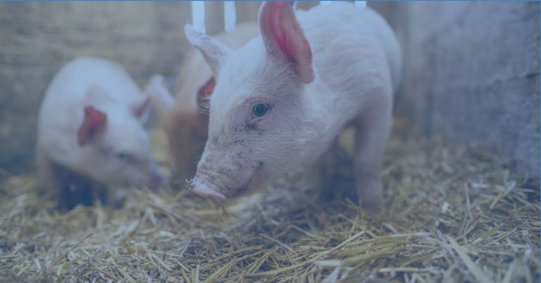 African Swine Fever