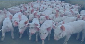 Pig Farms: How They Work and Why They Matter